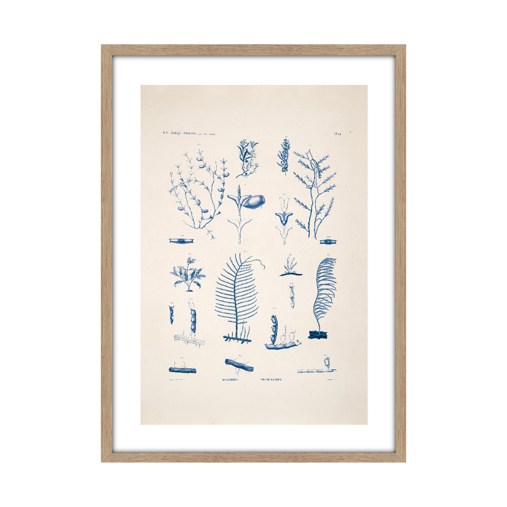 Tableau planche mer 50 x 70 cm